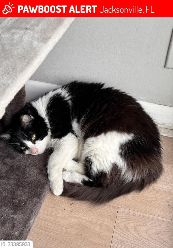 Lost Male Cat last seen Bowden Road, Jacksonville, FL 32216