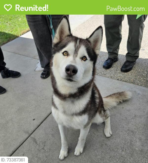 Reunited Male Dog last seen atlantic and artesia 6500 Atlantic Ave, Long Beach, CA 90805, Long Beach, CA 90805