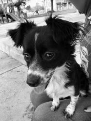 Reunited Female Dog last seen Near N Rockvale Ave, Azusa, CA 91702, USA, Azusa, CA 91702