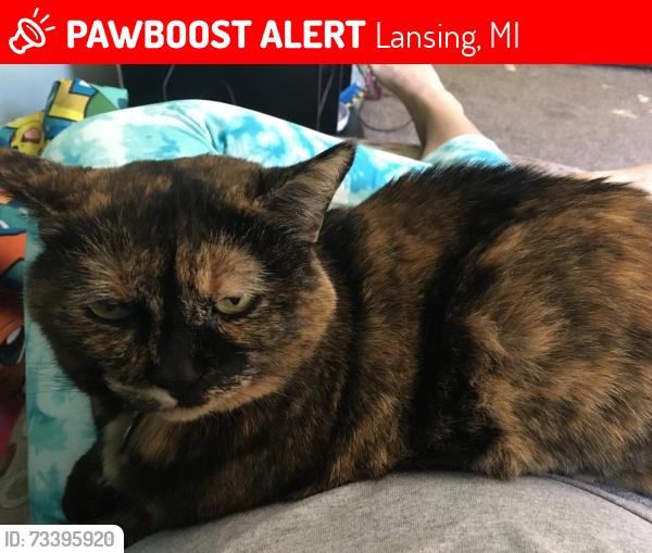 Lost Female Cat last seen S. Pennsylvania and Kalamazoo at the Mobil Gas station, Lansing, MI 48912