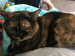 Lost Female Cat last seen S. Pennsylvania and Kalamazoo at the Mobil Gas station, Lansing, MI 48912