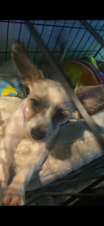 Lost Female Dog last seen NEAR 19 and E, Washington, DC 20002