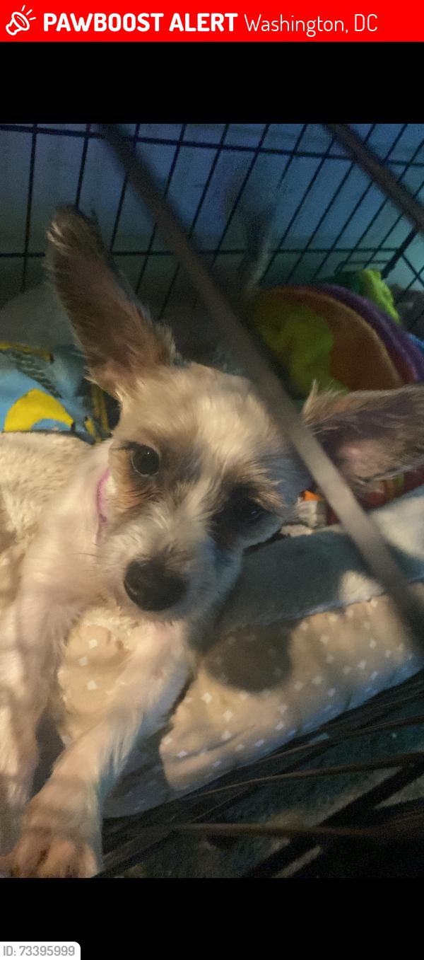 Lost Female Dog last seen NEAR 19 and E, Washington, DC 20002