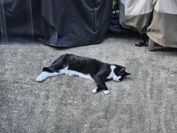 Lost Female Cat last seen Corner of Rose Lane and Locust Road, Morton, PA 19070