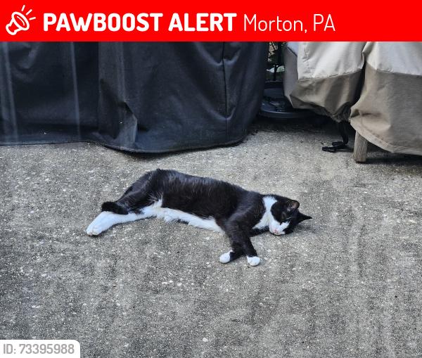 Lost Female Cat last seen Corner of Rose Lane and Locust Road, Morton, PA 19070