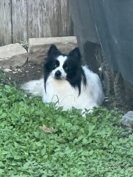 Found/Stray Unknown Dog last seen Summersweet Lane & Twinleaf, Fort Worth, TX 76036