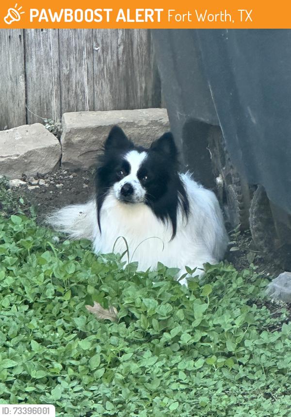 Found/Stray Unknown Dog last seen Summersweet Lane & Twinleaf, Fort Worth, TX 76036