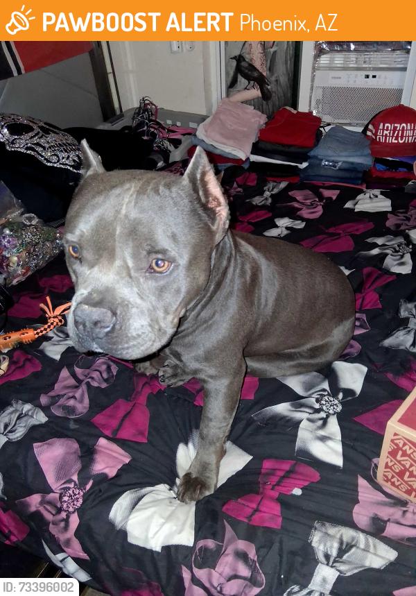 Found/Stray Male Dog last seen 32nd ave and bell rd, Phoenix, AZ 85027