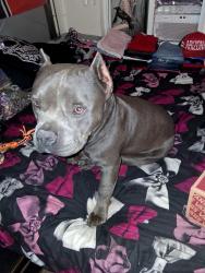 Found/Stray Male Dog last seen 32nd ave and bell rd, Phoenix, AZ 85027