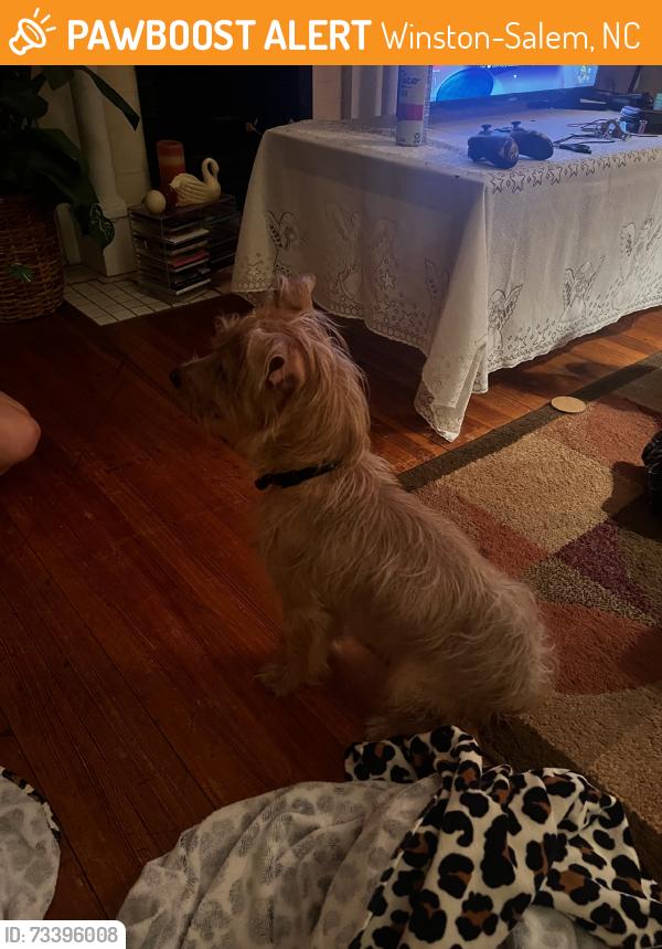 Found/Stray Male Dog last seen hawthrone and cloverdale, Winston-Salem, NC 27103