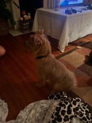 Found/Stray Male Dog last seen hawthrone and cloverdale, Winston-Salem, NC 27103