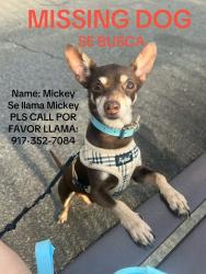Reunited Male Dog last seen 101ave 103ave, Queens, NY 11416