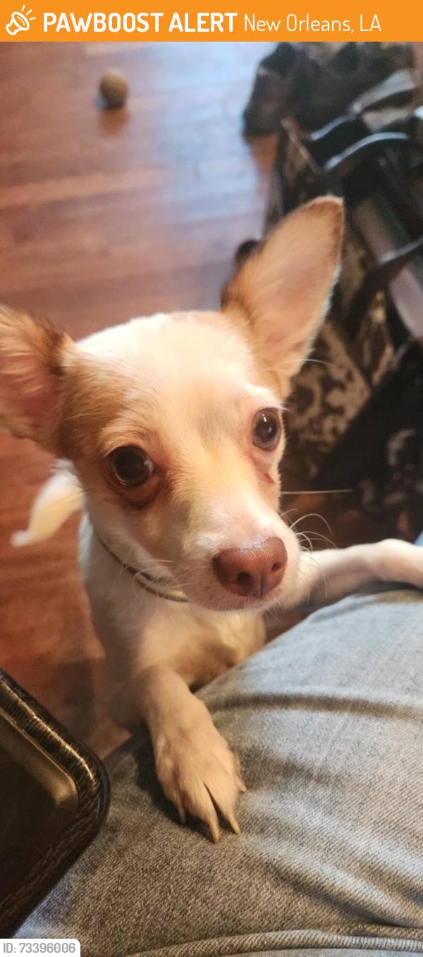 Found/Stray Female Dog last seen Near Jefferson Hwy, Harahan, LA 70123, New Orleans, LA 70118