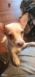 Found/Stray Female Dog last seen Near Jefferson Hwy, Harahan, LA 70123, New Orleans, LA 70118