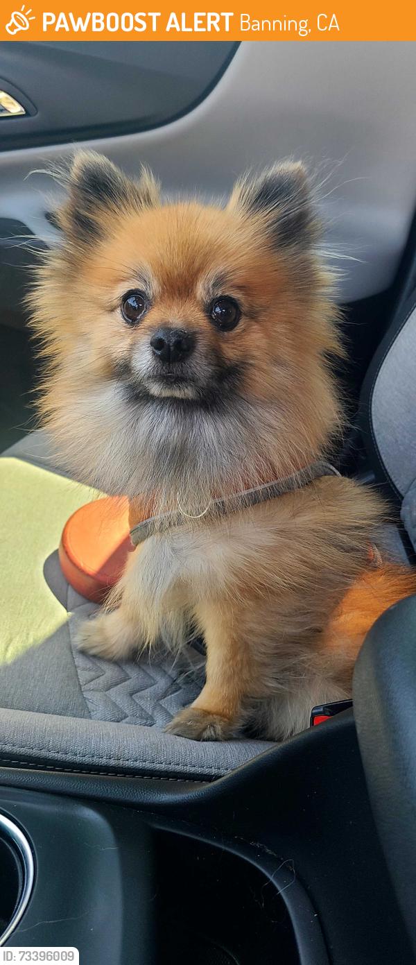 Found/Stray Male Dog last seen Wilson and Sunrise, Banning, CA 92220