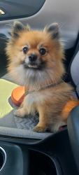 Found/Stray Male Dog last seen Wilson and Sunrise, Banning, CA 92220