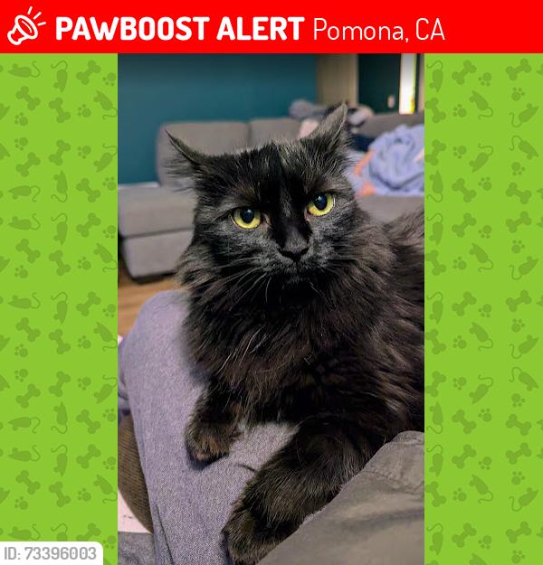Lost Female Cat last seen Cayon Rim and Comanche Circle, Pomona, CA 91766
