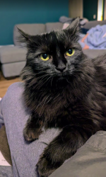Lost Female Cat last seen Cayon Rim and Comanche Circle, Pomona, CA 91766