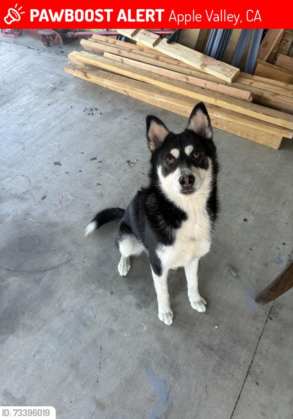 Lost Male Dog last seen japatul rd apple valley, Apple Valley, CA 92307
