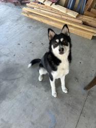Lost Male Dog last seen japatul rd apple valley, Apple Valley, CA 92307
