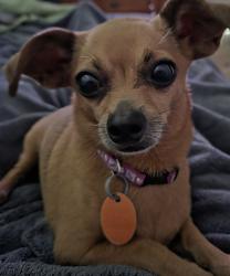 Reunited Male Dog last seen Near Wellspring Loop, Hutto, TX 78634