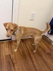 Found/Stray Male Dog last seen By hodgkins road and ten mile, Fort Worth, TX 76135
