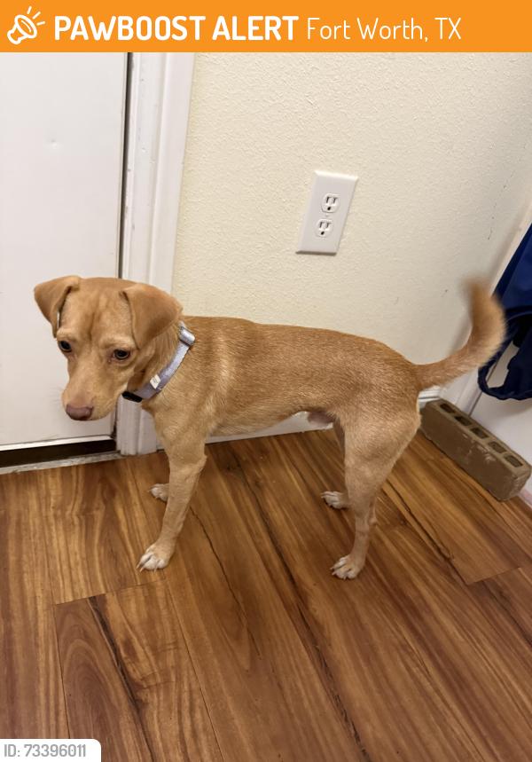 Found/Stray Male Dog last seen By hodgkins road and ten mile, Fort Worth, TX 76135