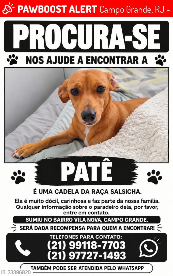 Lost Female Dog last seen Rua vergel 595, Vila Nova, Campo Grande, RJ, Campo Grande, RJ 23070-400