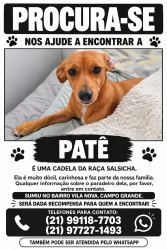 Lost Female Dog last seen Rua vergel 595, Vila Nova, Campo Grande, RJ, Campo Grande, RJ 23070-400