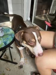 Found/Stray Male Dog last seen Tioga drive, San Antonio, TX 78230