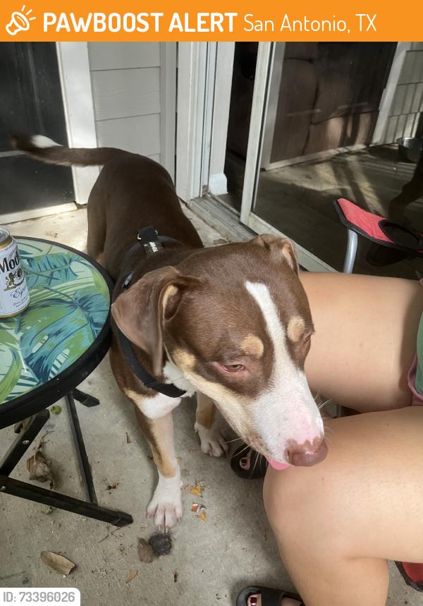 Found/Stray Male Dog last seen Tioga drive, San Antonio, TX 78230