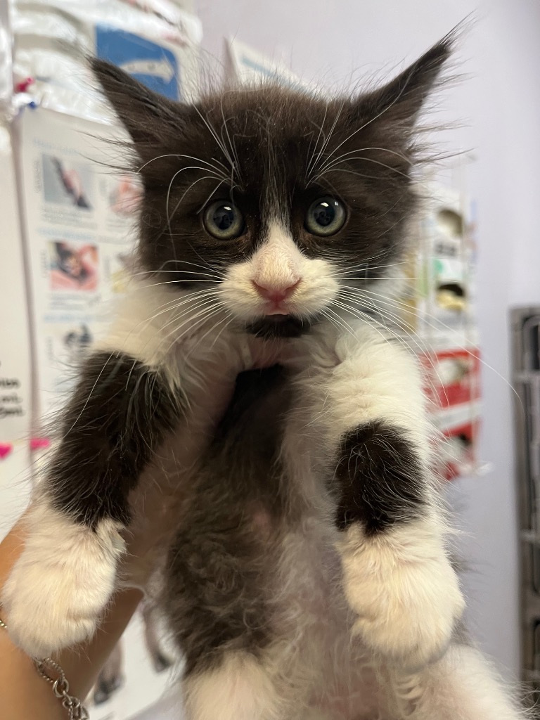 Shelter Stray Male Cat last seen Bexar County, 3353 Morningside Dr, New Braunfels, TX 78132, USA