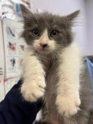 Shelter Stray Female Cat last seen Bexar County, 3353 Morningside Dr, New Braunfels, TX 78132, USA