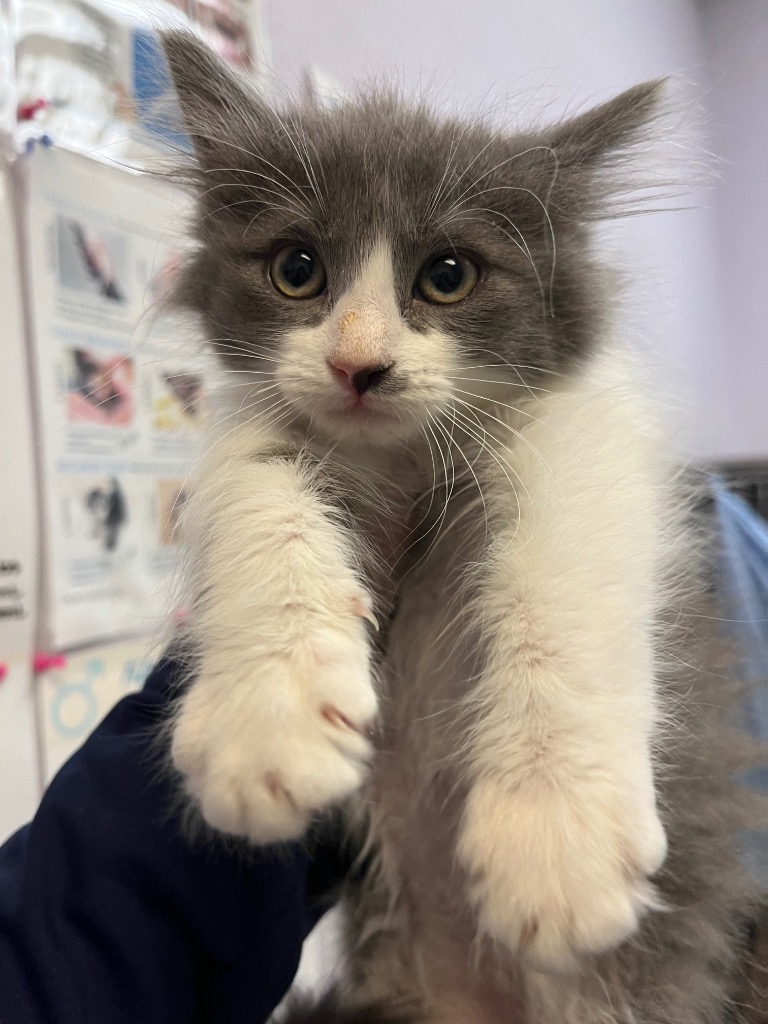 Shelter Stray Female Cat last seen Bexar County, 3353 Morningside Dr, New Braunfels, TX 78132, USA