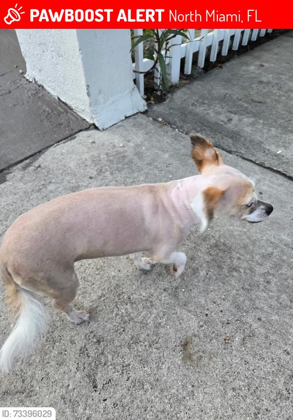 Lost Female Dog last seen 141st and NE 5 place, North Miami, FL 33168