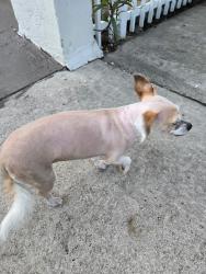 Lost Female Dog last seen 141st and NE 5 place, North Miami, FL 33168