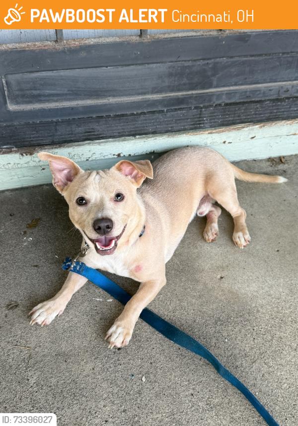 Found/Stray Male Dog last seen Mitchell Avenue and Greenlee Avenue, Cincinnati, OH 45217