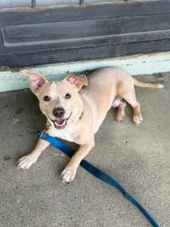 Found/Stray Male Dog last seen Mitchell Avenue and Greenlee Avenue, Cincinnati, OH 45217