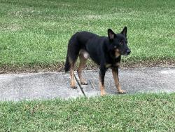 Found/Stray Unknown Dog last seen Evergreen Trails, Houston, TX 77041