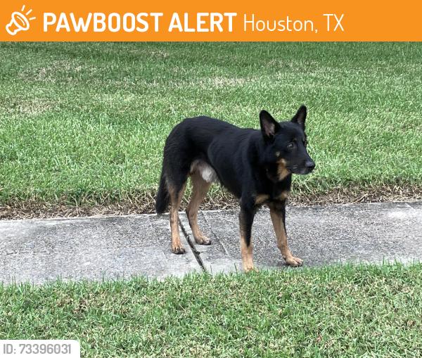 Found/Stray Unknown Dog last seen Evergreen Trails, Houston, TX 77041