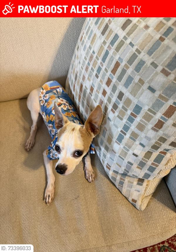 Lost Male Dog last seen N Garland Ave and Belt Line, Garland, TX 75040