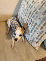 Lost Male Dog last seen N Garland Ave and Belt Line, Garland, TX 75040