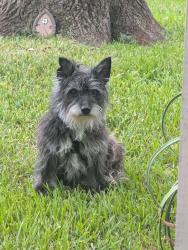 Found/Stray Female Dog last seen Highland Knolls and Cornerstone Place Dr., Harris County, TX 77450