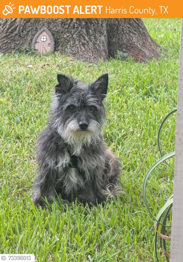 Found/Stray Female Dog last seen Highland Knolls and Cornerstone Place Dr., Harris County, TX 77450