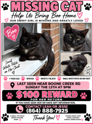 Lost Female Cat last seen Highway 11 Salem sc, Salem, SC 29676