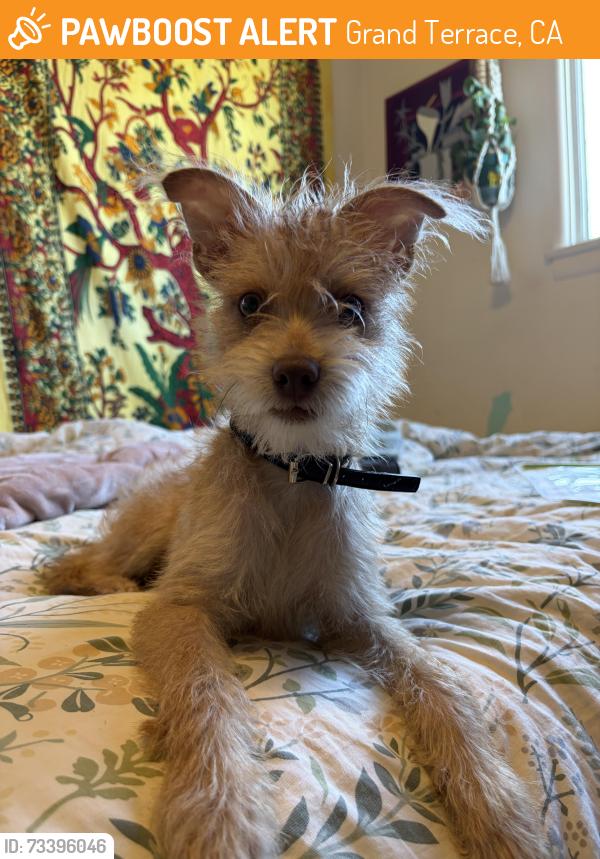Found/Stray Male Dog last seen Minona Drive x Kingston, Grand Terrace, CA 92313