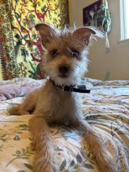 Found/Stray Male Dog last seen Minona Drive x Kingston, Grand Terrace, CA 92313