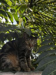 Lost Female Cat last seen Ramona Blvd and Francisquito Ave, Baldwin Park, CA 91706