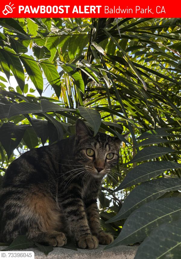 Lost Female Cat last seen Ramona Blvd and Francisquito Ave, Baldwin Park, CA 91706