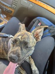 Lost Female Dog last seen Unknown, but possibly Santa Monica and Highland or near William Hart Dog Park., Los Angeles, CA 90038